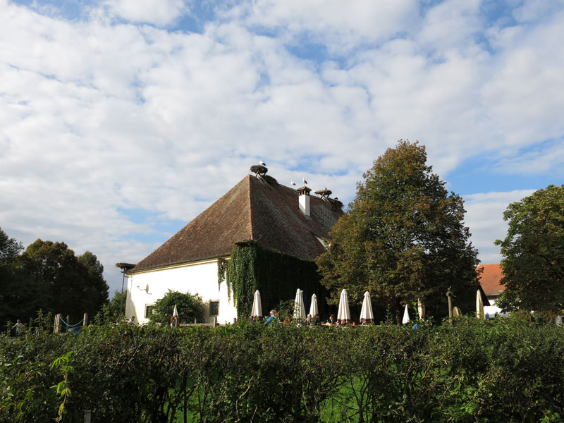 Störche Affenberg Salem